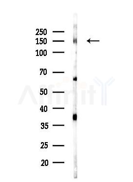 SIK2 Antibody - Western blot analysis of lysates from Mouse testis, using SIK2 Antibody at 1/1000 dilution.