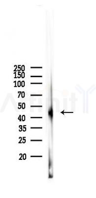 PHD2 Antibody - Western blot analysis of lysates from Mouse kidney, using PHD2 Antibody at 1/1000 dilution.