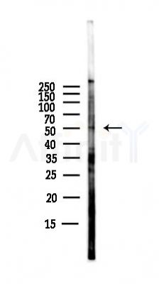 Foxp3 Antibody - Western blot analysis of lysates from PC12 cells(LPS,4h treatment), using Foxp3 Antibody at 1/1000 dilution.