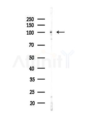 UHRF1 Antibody - Western blot analysis of lysates from Mouse testis, using UHRF1 Antibody at 1/1000 dilution.