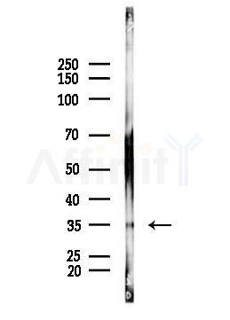 PBK/TOPK Antibody - Western blot analysis of lysates from PC12 cells, using PBK/TOPK Antibody at 1/1000 dilution.