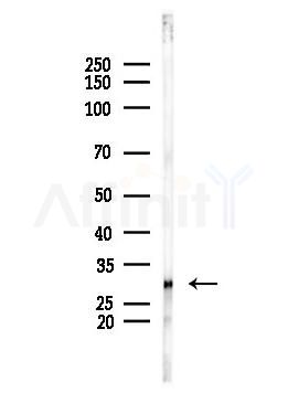 OTUB1 Antibody - Western blot analysis of lysates from PC12 cells, using OTUB1 Antibody at 1/1000 dilution.