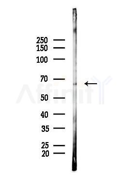 IRF7 Antibody - Western blot analysis of lysates from PC12 cells, using IRF7 Antibody at 1/1000 dilution.