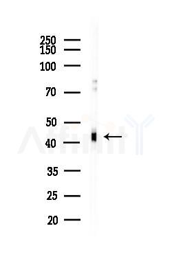 SIRT6 Antibody - Western blot analysis of lysates from HUVEC cells(LPS,4h treatment), using SIRT6 Antibody at 1/1000 dilution.