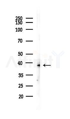 SIRT6 Antibody - Western blot analysis of lysates from HUVEC cells(LPS,4h treatment), using SIRT6 Antibody at 1/1000 dilution.