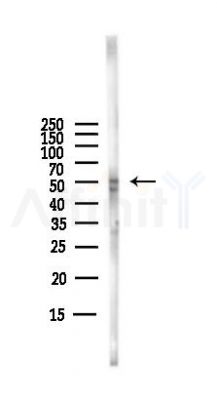 RUNX1/RUNX3 Antibody - Western blot analysis of lysates from PC12 cells(LPS,4h treatment), using RUNX1/RUNX3 Antibody at 1/1000 dilution.