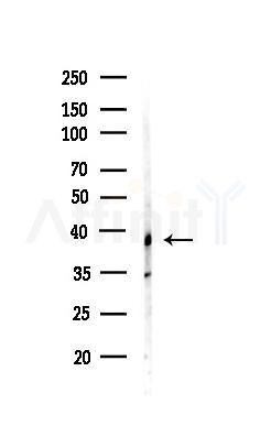 Ephrin B1/B2/B3 Antibody - Western blot analysis of lysates from Mouse testis, using Ephrin B1/B2/B3 Antibody at 1/1000 dilution.