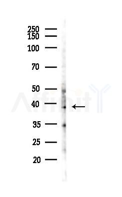 Ephrin B1/B2/B3 Antibody - Western blot analysis of lysates from HUVEC cells(LPS,4h treatment), using Ephrin B1/B2/B3 Antibody at 1/1000 dilution.