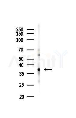 Ephrin B1/B2/B3 Antibody - Western blot analysis of lysates from PC12 cells, using Ephrin B1/B2/B3 Antibody at 1/1000 dilution.