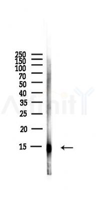 Histone H4 Antibody - Western blot analysis of lysates from PC12 cells(LPS,4h treatment), using Histone H4 Antibody at 1/1000 dilution.