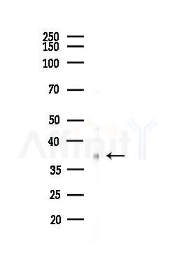 PPP1CA Antibody - Western blot analysis of lysates from HUVEC cells(LPS,4h treatment), using PPP1CA Antibody at 1/1000 dilution.