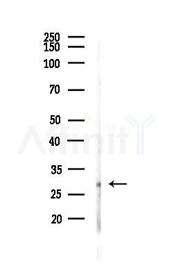 SNAP25 Antibody - Western blot analysis of lysates from HUVEC cells(LPS,4h treatment), using SNAP25 Antibody at 1/1000 dilution.