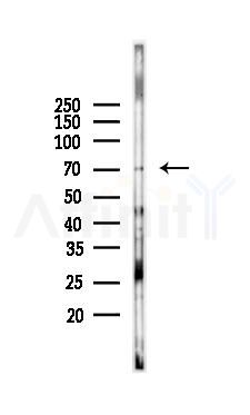 YY1 Antibody - Western blot analysis of lysates from Mouse brain, using YY1 Antibody at 1/1000 dilution.