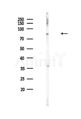 A20/TNFAIP3 Antibody - Western blot analysis of lysates from Hela cells(heat-shock,45min treatment), using A20/TNFAIP3 Antibody at 1/1000 dilution.