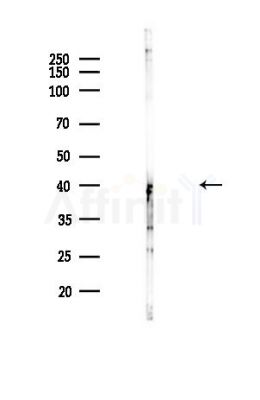 CREB Antibody - Western blot analysis of lysates from Hela cells(heat-shock,45min treatment), using CREB Antibody at 1/1000 dilution.