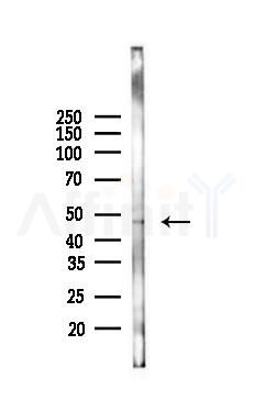 p53 Antibody - Western blot analysis of lysates from Mouse brain, using p53 Antibody at 1/1000 dilution.