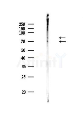 Lamin A/C Antibody - Western blot analysis of lysates from PC12 cells, using Lamin A/C Antibody at 1/1000 dilution.
