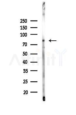 Mitofusin 2 Antibody - Western blot analysis of lysates from Mouse liver, using Mitofusin 2 Antibody at 1/1000 dilution.