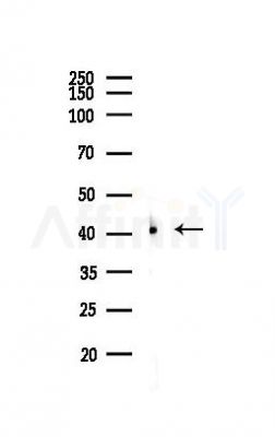 SCD1 Antibody - Western blot analysis of lysates from MCF7 cells(heat-shock,45min treatment), using SCD1 Antibody at 1/1000 dilution.