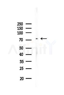 DDX3 Antibody - Western blot analysis of lysates from PC12 cells, using DDX3 Antibody at 1/1000 dilution.