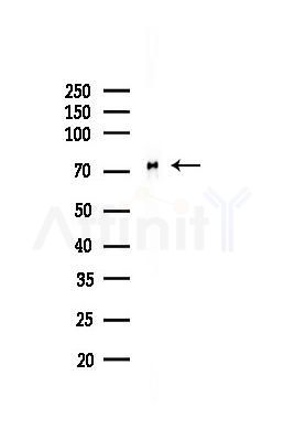 DDX3 Antibody - Western blot analysis of lysates from Mouse liver, using DDX3 Antibody at 1/1000 dilution.