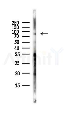DRP1 Antibody - Western blot analysis of lysates from RAW264.