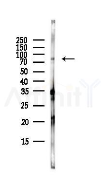 RSK1/2/3/4 Antibody - Western blot analysis of lysates from RAW264.