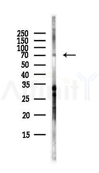 ICK Antibody - Western blot analysis of lysates from RAW264.