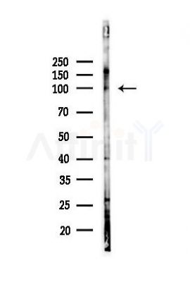 EZH2 Antibody - Western blot analysis of lysates from Mouse liver, using EZH2 Antibody at 1/1000 dilution.
