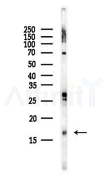 Histone H3 Antibody - Western blot analysis of lysates from Rat liver, using Histone H3 Antibody at 1/1000 dilution.