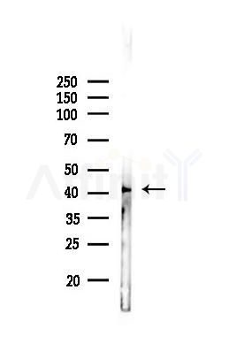 TDP43 Antibody - Western blot analysis of lysates from PC12 cells, using TDP43 Antibody at 1/1000 dilution.