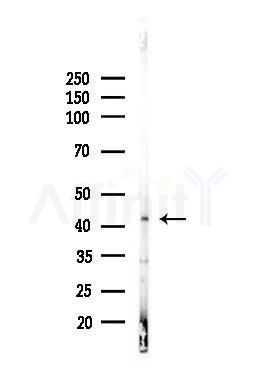 TDP43 Antibody - Western blot analysis of lysates from Mouse liver, using TDP43 Antibody at 1/1000 dilution.