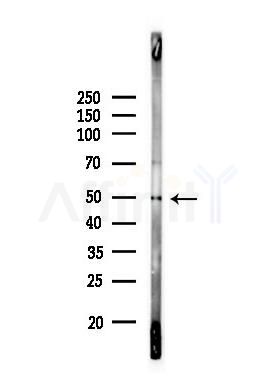ZIP7 Antibody - Western blot analysis of lysates from PC12 cells, using ZIP7 Antibody at 1/1000 dilution.