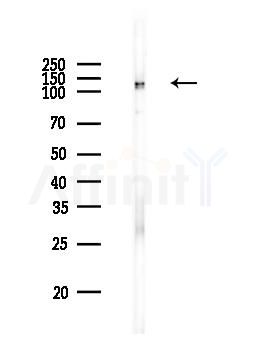 MCM2 Antibody - Western blot analysis of lysates from PC12 cells, using MCM2 Antibody at 1/1000 dilution.
