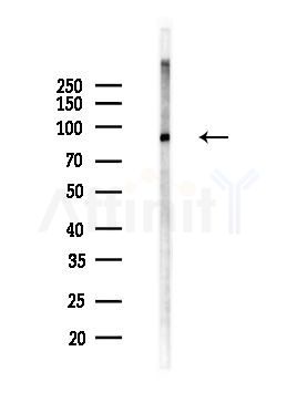 PSD95 Antibody - Western blot analysis of lysates from Mouse brain, using PSD95 Antibody at 1/1000 dilution.