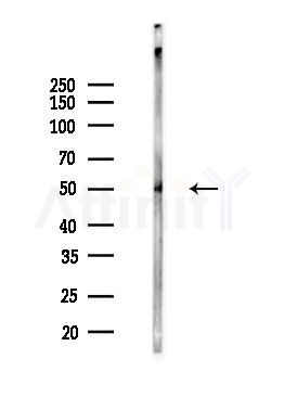 IRF-7 Antibody - Western blot analysis of lysates from Mouse brain, using IRF-7 Antibody at 1/1000 dilution.