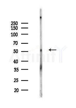 MLKL Antibody - Western blot analysis of lysates from Mouse brain, using MLKL Antibody at 1/1000 dilution.