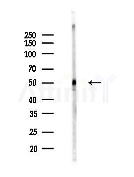 MLKL Antibody - Western blot analysis of lysates from Mouse brain, using MLKL Antibody at 1/1000 dilution.
