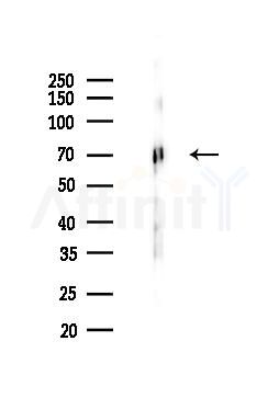 CRMP2 Antibody - Western blot analysis of lysates from Mouse brain, using CRMP2 Antibody at 1/1000 dilution.