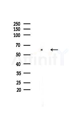 RUNX1 / AML1 Antibody - Western blot analysis of lysates from HUVEC cells(heat-shock,45min treatment), using RUNX1 / AML1 Antibody at 1/1000 dilution.