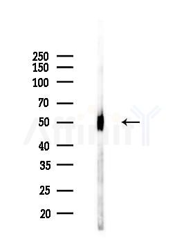 TUBB3 Antibody - Western blot analysis of lysates from Mouse brain, using TUBB3 Antibody at 1/1000 dilution.