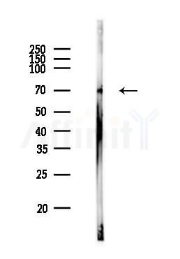Cox1 Antibody - Western blot analysis of lysates from PC12 cells, using Cox1 Antibody at 1/1000 dilution.