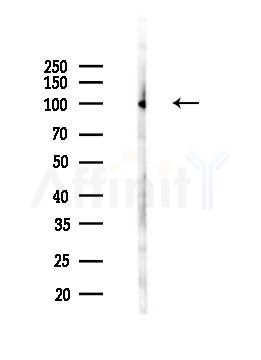 Nrf2 Antibody - Western blot analysis of lysates from Mouse brain, using Nrf2 Antibody at 1/1000 dilution.