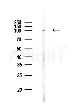 Nrf2 Antibody - Western blot analysis of lysates from PC12 cells, using Nrf2 Antibody at 1/1000 dilution.