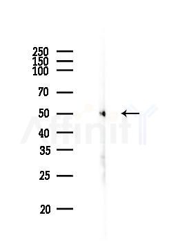 Tubulin alpha Antibody - Western blot analysis of lysates from PC12 cells, using Tubulin alpha Antibody at 1/1000 dilution.