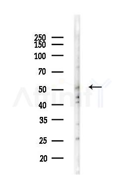 Tubulin gamma Antibody - Western blot analysis of lysates from COLO205 cells(LPS,4h treatment), using Tubulin gamma Antibody at 1/1000 dilution.