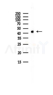beta Actin Antibody - Western blot analysis of lysates from HepG2 cells(LPS, 4h treatment), using beta Actin Antibody at 1/1000 dilution.