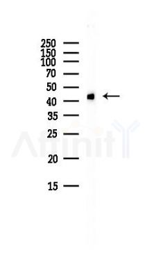 beta Actin Antibody - Western blot analysis of lysates from HepG2 cells(LPS, 4h treatment), using beta Actin Antibody at 1/1000 dilution.
