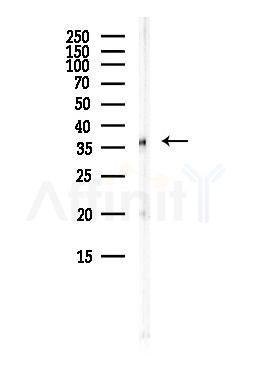 GAPDH Antibody - Western blot analysis of lysates from HepG2 cells(LPS, 4h treatment), using GAPDH Antibody at 1/1000 dilution.