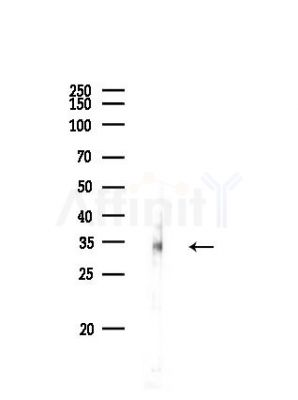 Phospho-MyoD1 (Thr115) Antibody - Western blot analysis of lysates from PC12 cells, using Phospho-MyoD1 (Thr115) Antibody at 1/1000 dilution.
